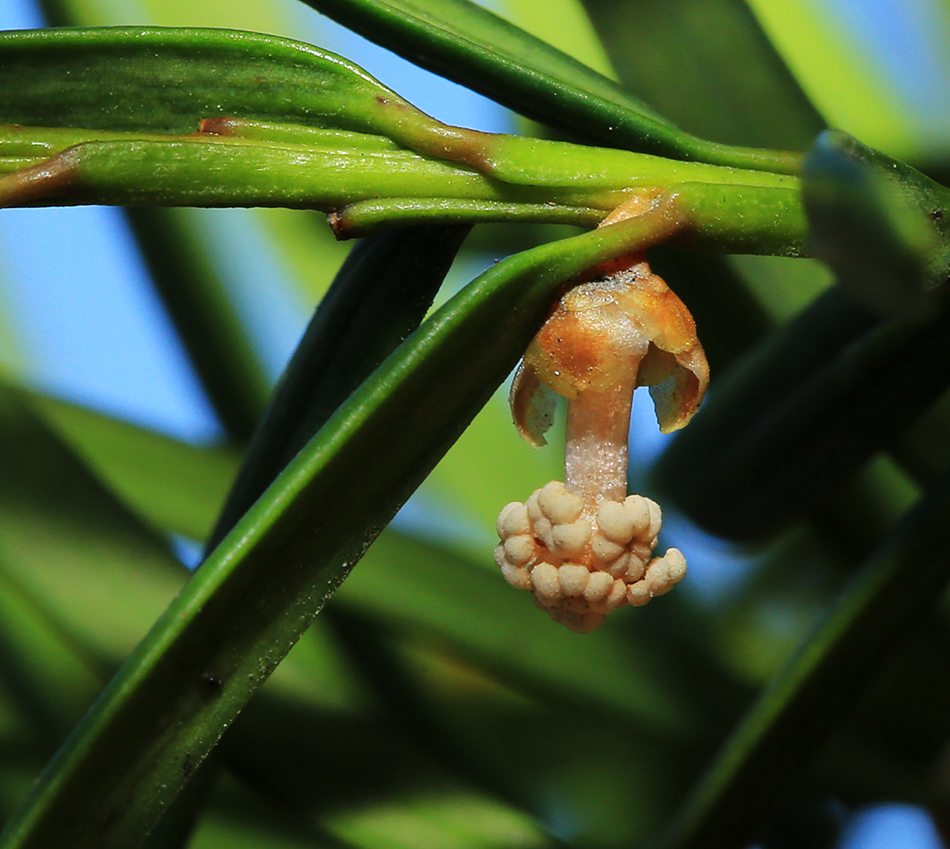 Изображение особи Taxus cuspidata.