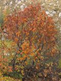 Sorbus roopiana. Дерево с листьями в осенней окраске. Горный Крым, Бабуган-Яйла. 3 октября 2010 г.