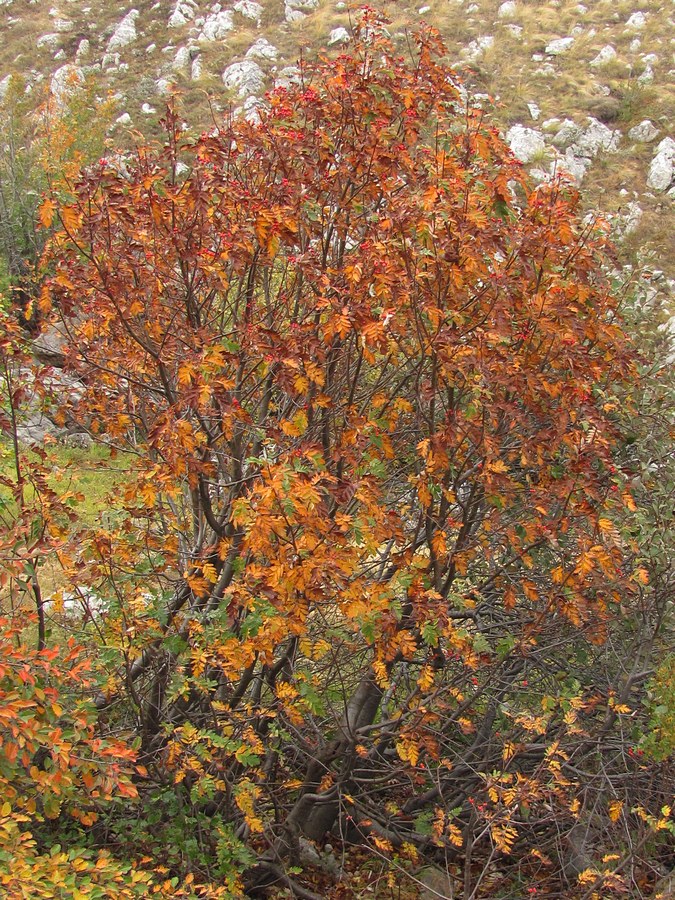 Image of Sorbus roopiana specimen.