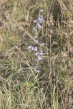 род Campanula