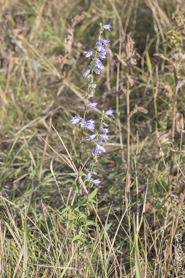 Image of genus Campanula specimen.