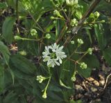 Heptacodium miconioides