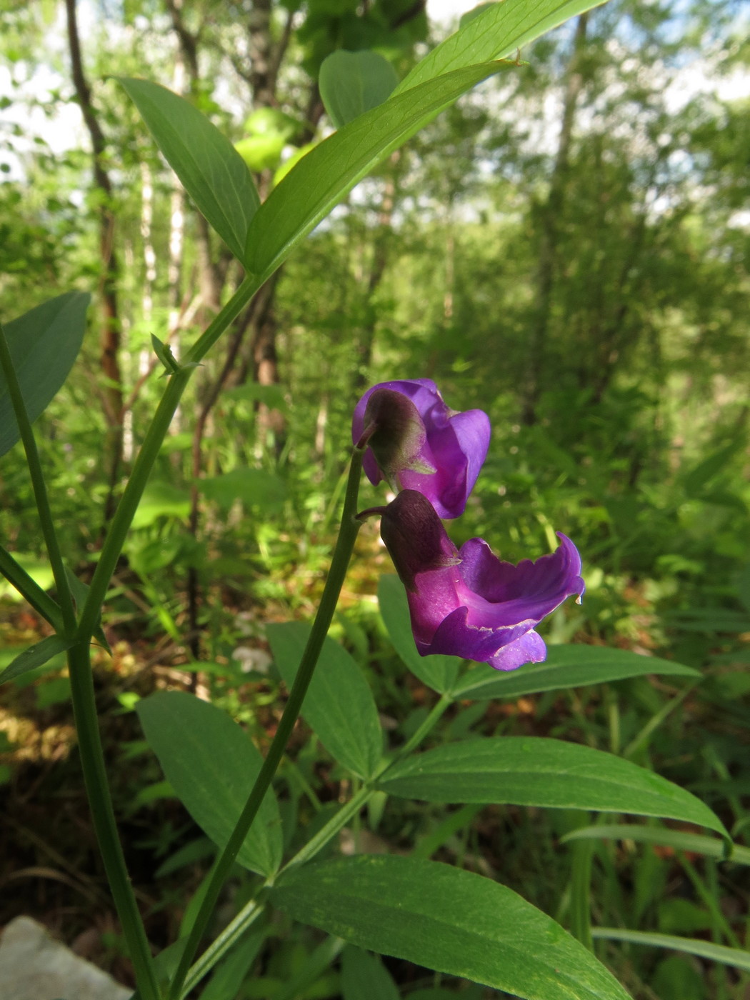 Изображение особи Lathyrus frolovii.