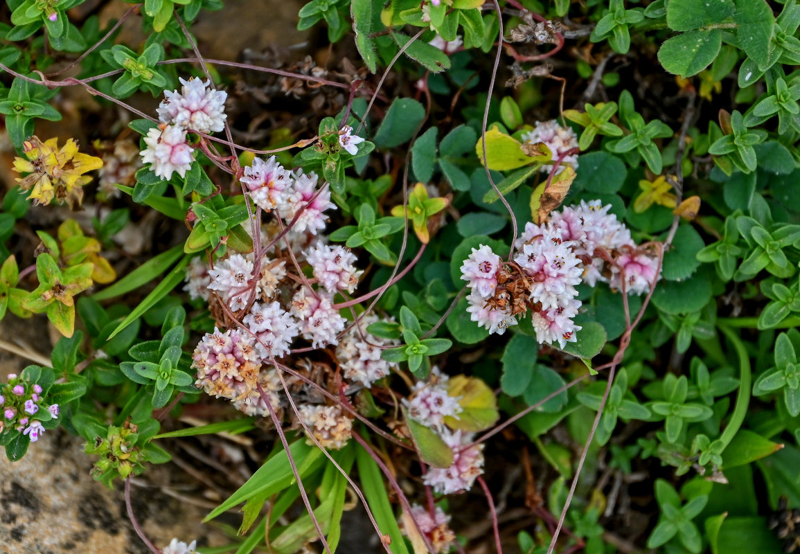 Image of genus Cuscuta specimen.