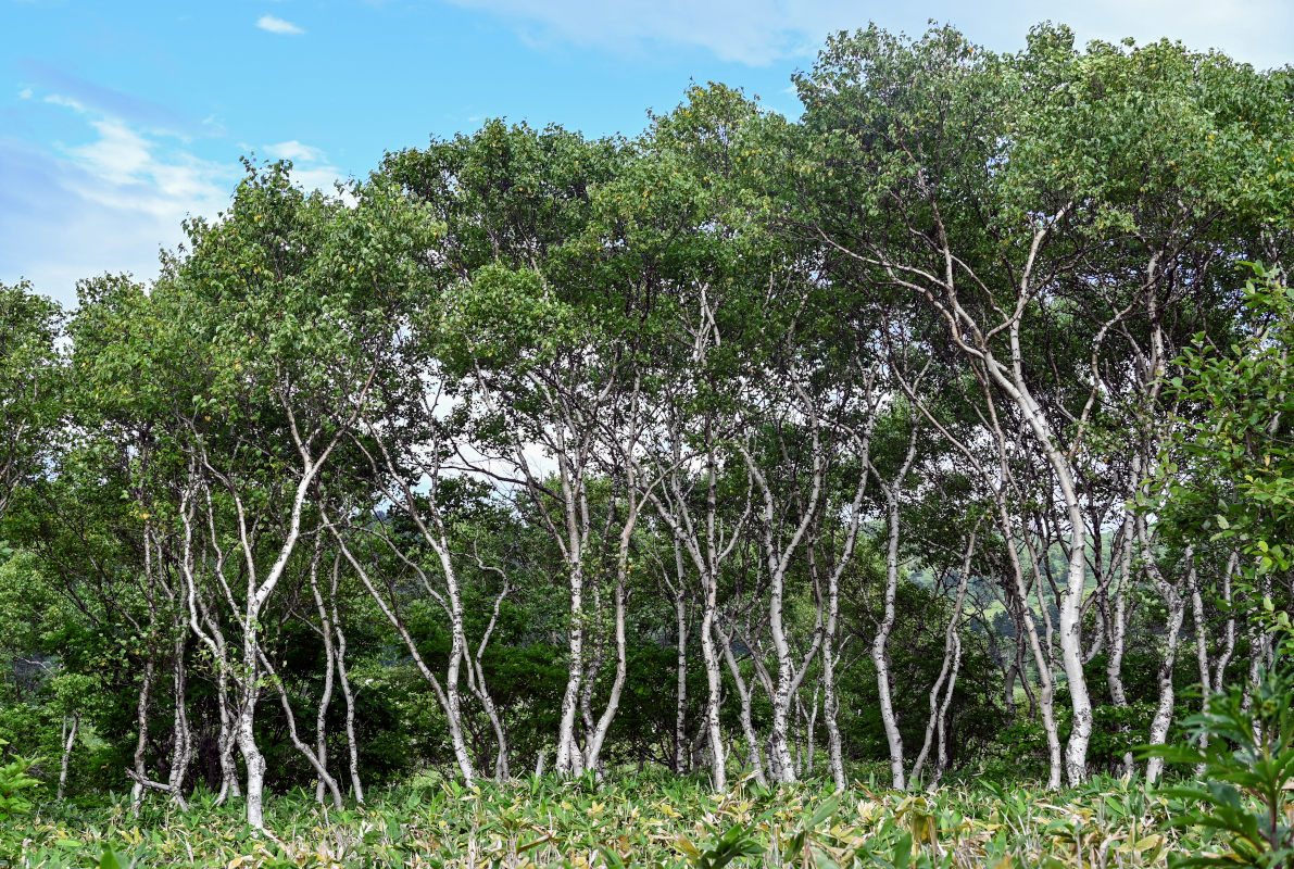 Image of Betula platyphylla specimen.