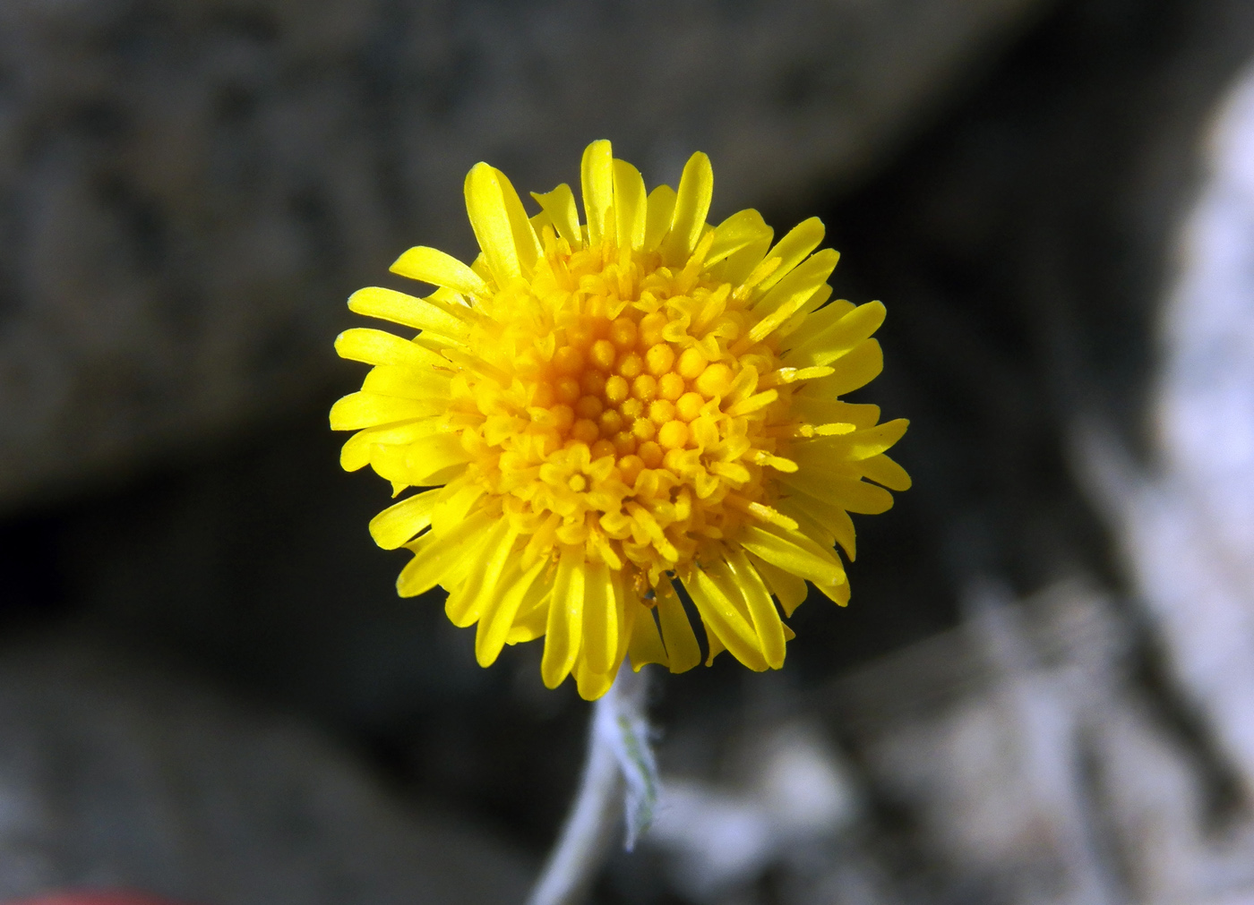 Image of Erigeron cabulicus specimen.