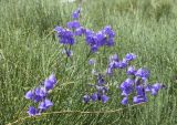 genus Campanula
