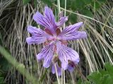 Geranium renardii