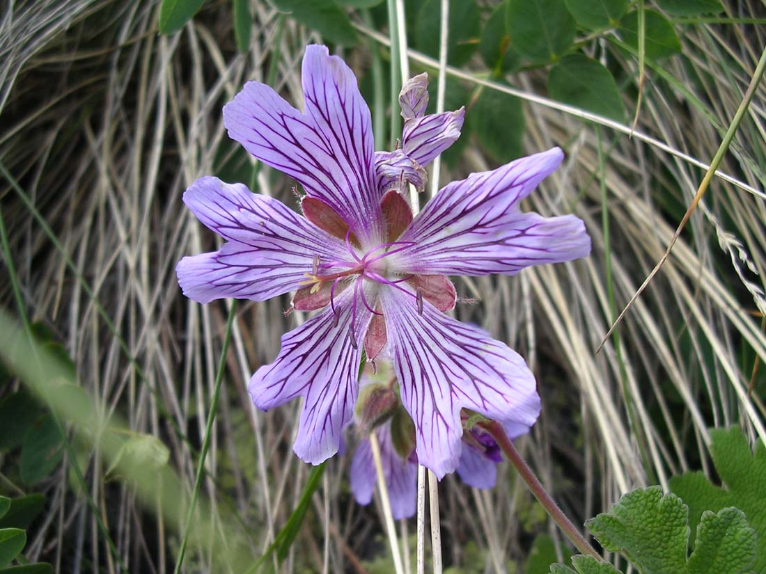 Изображение особи Geranium renardii.