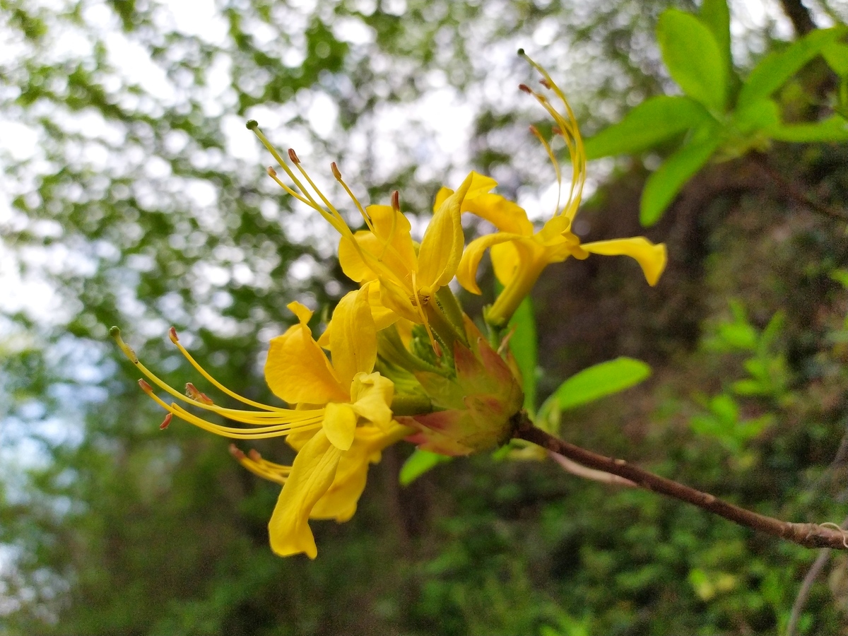 Изображение особи Rhododendron luteum.