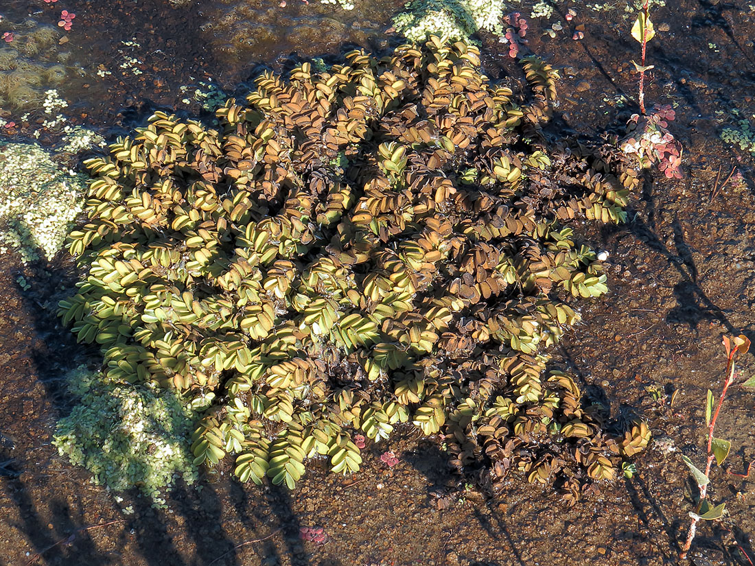 Image of Salvinia natans specimen.