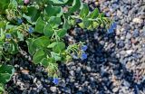 Mertensia maritima