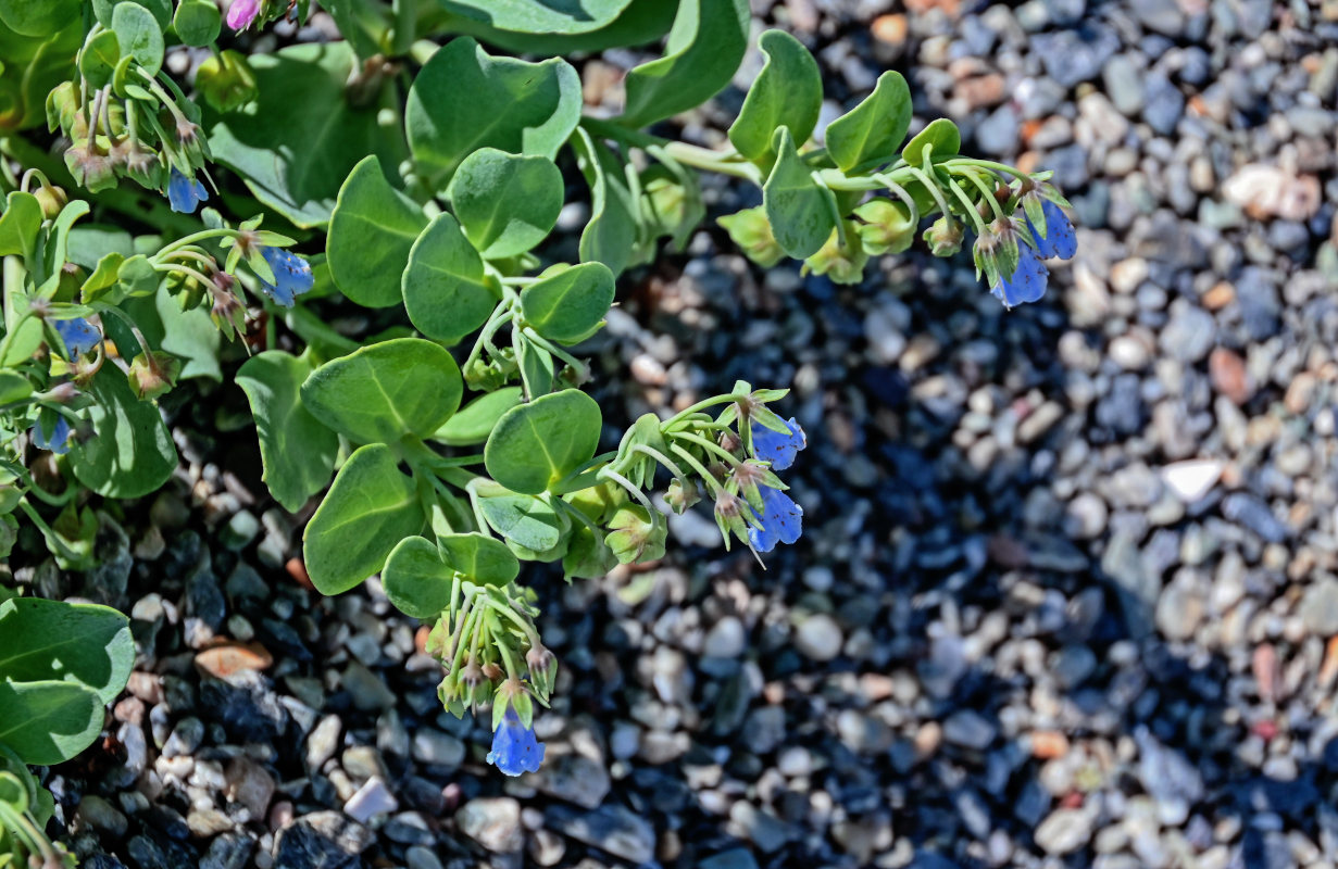 Изображение особи Mertensia maritima.