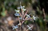 Silene viscosa