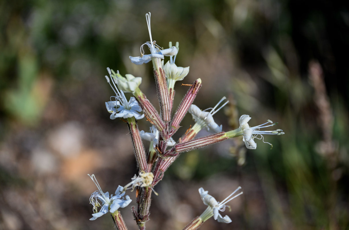 Изображение особи Silene viscosa.