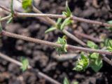 Arenaria serpyllifolia. Часть веточки. Московская обл., Дмитровский р-н, берег канала им. Москвы, зарастающий после прошлогоднего повреждения стройтехникой луг. 14.06.2023.