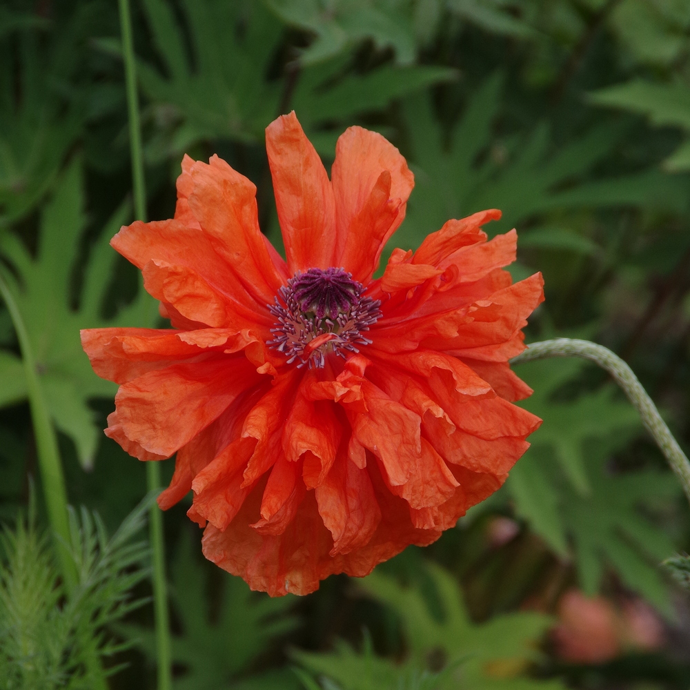 Изображение особи Papaver lateritium.