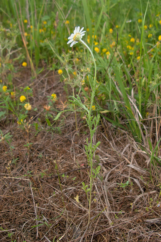 Изображение особи Anthemis ruthenica.