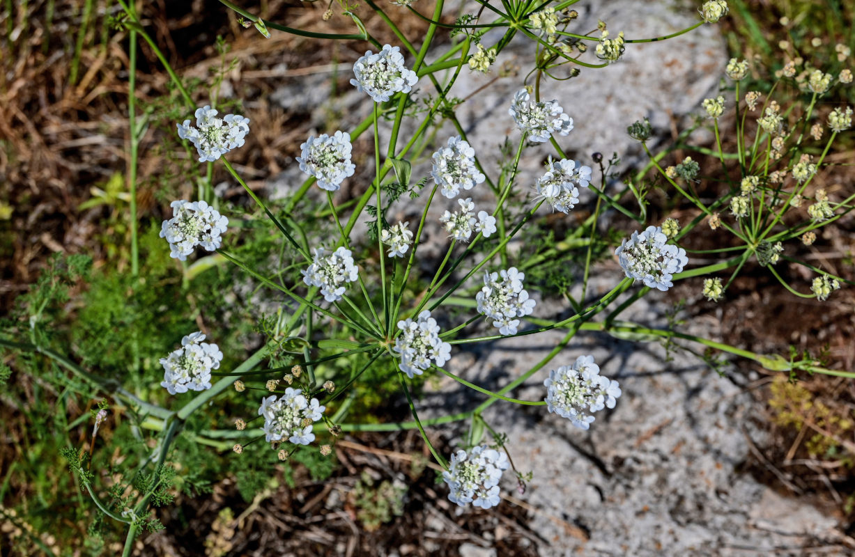 Image of Astrodaucus orientalis specimen.