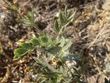 Potentilla bifurca