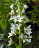 Lysimachia fortunei. Часть соцветия. Москва, ГБС, отдел цветоводства. 12.08.2017.