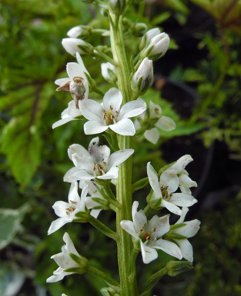 Изображение особи Lysimachia fortunei.