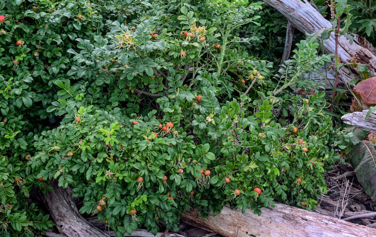 Image of Rosa rugosa specimen.