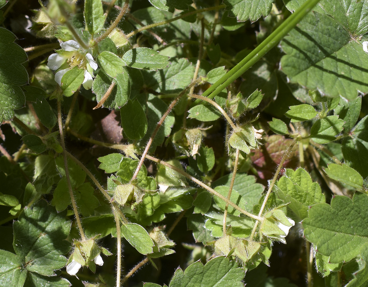 Image of Potentilla sterilis specimen.