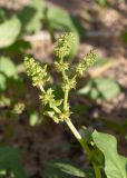 Rumex spinosus. Верхушка генеративного побега с цветками и завязями. Египет, мухафаза Александрия, г. Александрия, некрополь \"Катакомбы Ком-эль-Шукафа\", на газоне. 04.01.2024.