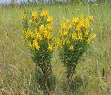 Genista tinctoria. Цветущие растения. Ульяновская обл., Мелекесский р-н, окр. с. Приморское, луг с участками засоления. 25.06.2023.