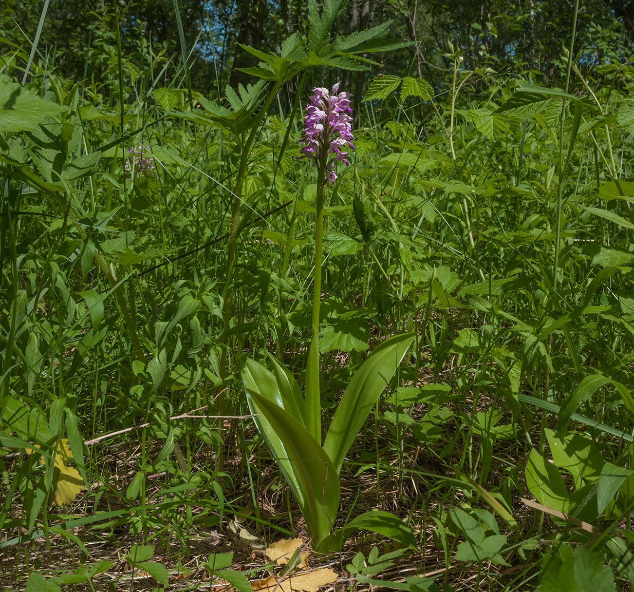 Image of Orchis militaris specimen.