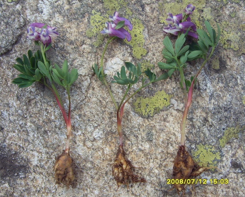 Изображение особи Corydalis conorhiza.
