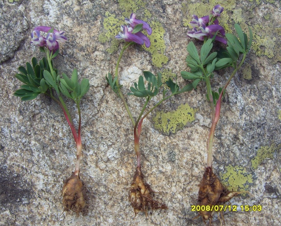 Image of Corydalis conorhiza specimen.