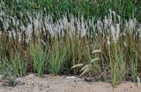 Imperata cylindrica. Плодоносящие растения. Египет, мухафаза Эль-Гиза, окр. г. Саккара, песчаная пустыня, берег ручья. 29.04.2023.