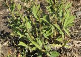 Potentilla recta