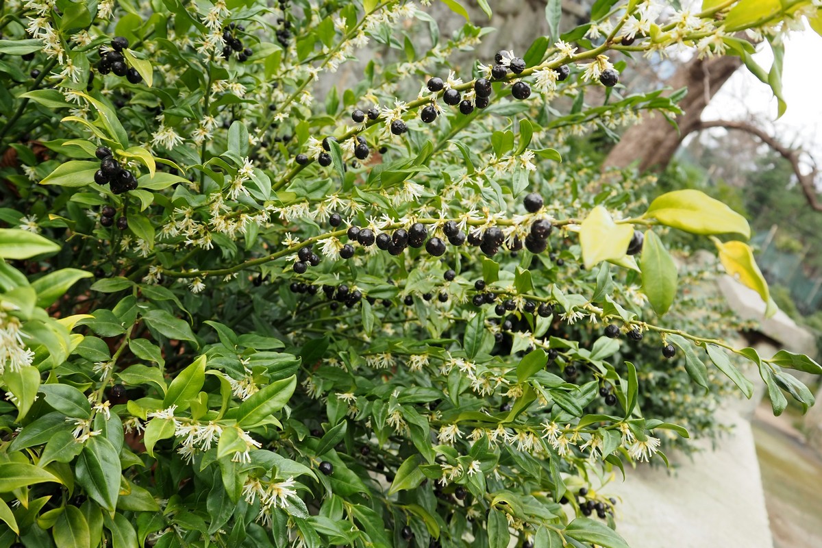 Image of genus Sarcococca specimen.