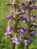 Image of taxon representative. Author is Михаил Князев