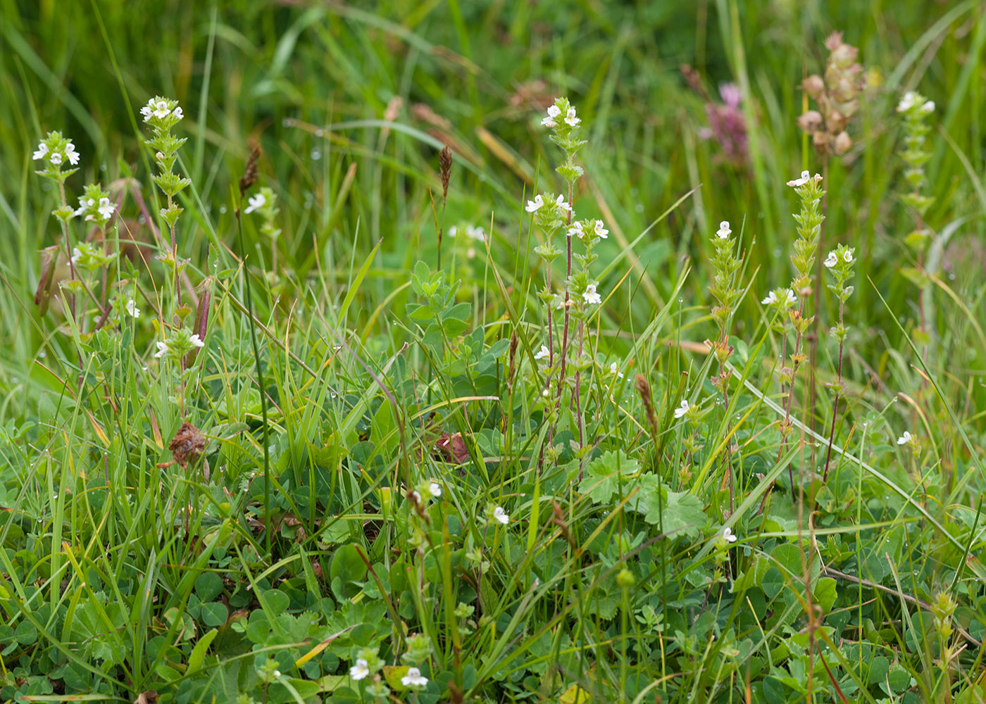 Изображение особи Euphrasia hirtella.