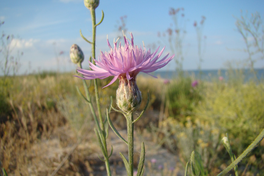 Image of Centaurea odessana specimen.