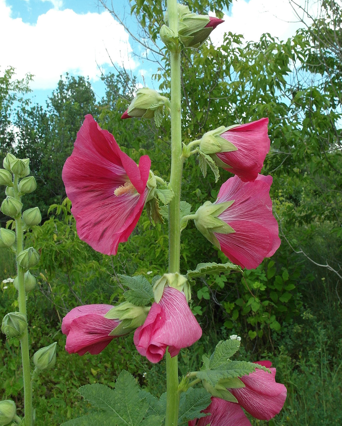 Image of Alcea rosea specimen.