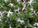 Vinca erecta