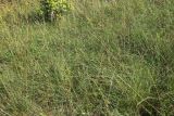 Helictotrichon pratense. Луг с доминированием плодоносящих растений Helictotrichon pratense. Псковская обл., Печорский р-н, окр. дер. Вастцы, суходольный злаково-разнотравный луг на известняке. 18.08.2024.
