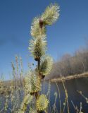 Salix caprea