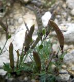 Genista tetragona