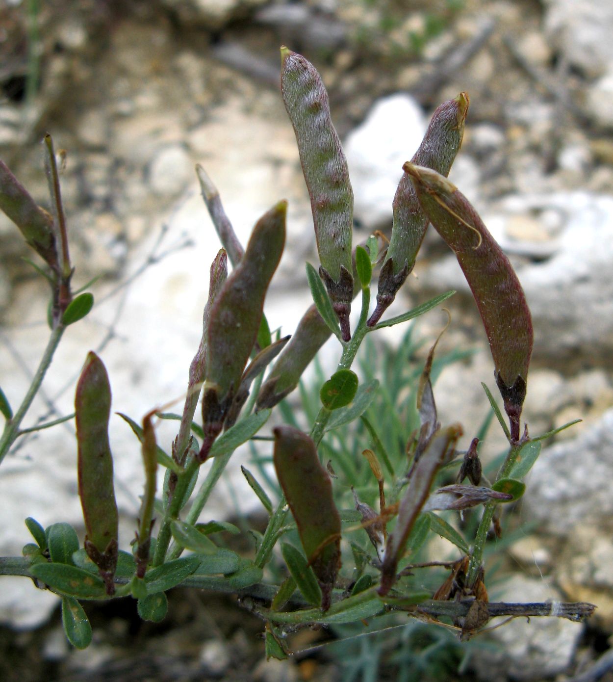 Изображение особи Genista tetragona.