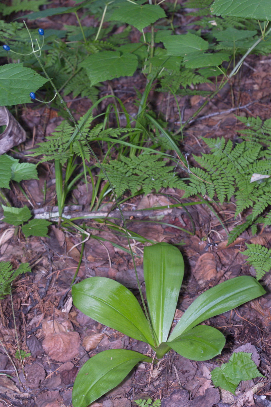 Image of Clintonia udensis specimen.