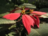 Euphorbia pulcherrima. Соцветие. Лаос, 10 км от г. Луанг-Прабанг, джунгли. Январь 2025 г.