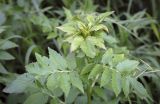 Фото Serratula coronata