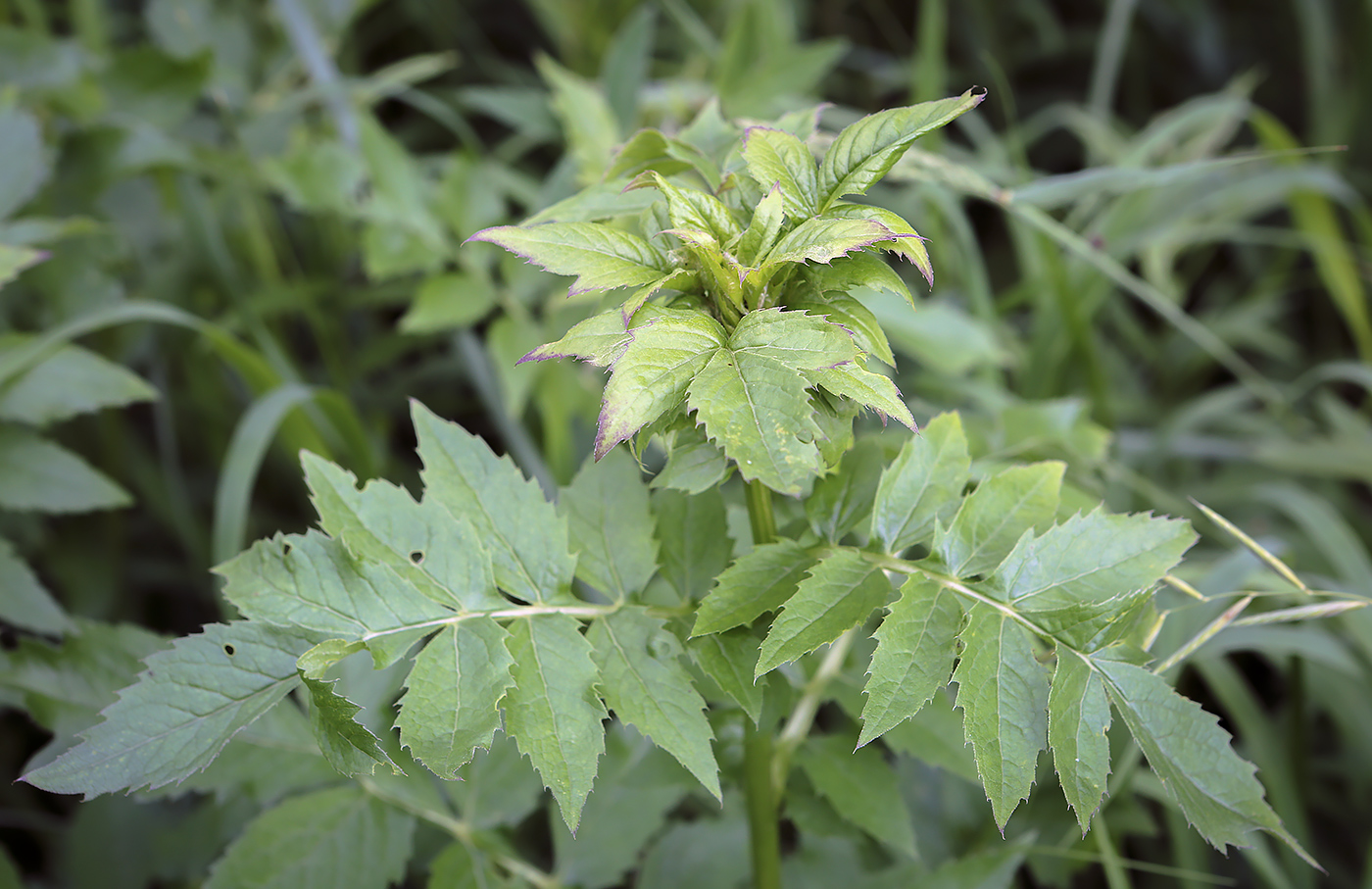 Изображение особи Serratula coronata.