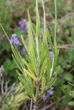 род Lavandula. Часть веточки. Крым, Симферопольский р-н, окр. с. Живописное, дол. р. Чуюнча, степной склон. 22 июня 2025 г.